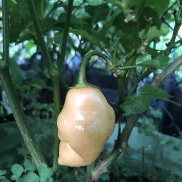 Aji Sugar Rush Peach - Seeds - The Pepper Pantry (Formerly Marie Sharp's)